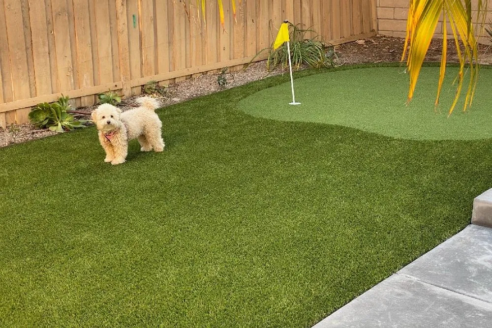 Expert yard maintenance in Phoenix, AZ by Landscaping with Desert Coral