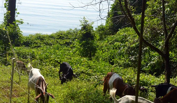 Expert residential landscaping for outdoor upgrades in Tucson, AZ by Landscaping with Team Goats