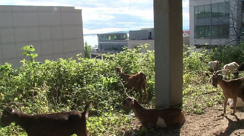 Custom landscape design in Tucson, AZ - Landscaping with Team Goats