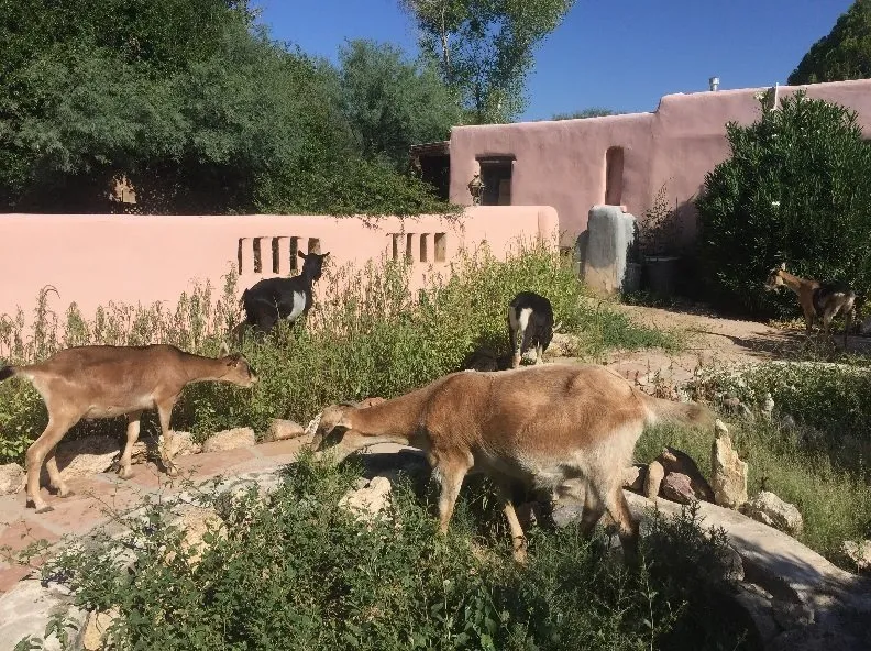 Reliable yard maintenance experts serving Tucson, AZ - Landscaping with Team Goats