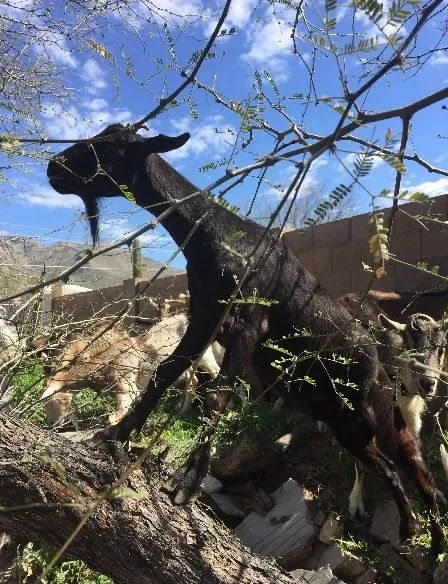 Professional yard cleanup service experts serving Tucson, AZ - Landscaping with Team Goats