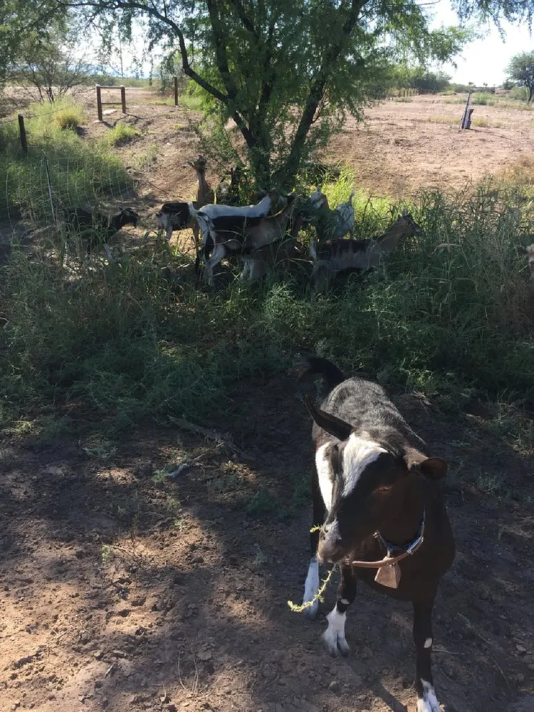 Reliable outdoor landscaping for outdoor upgrades across Tucson, AZ - Landscaping with Team Goats