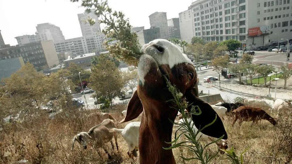 Expert outdoor landscaping in Tucson, AZ by Landscaping with Team Goats