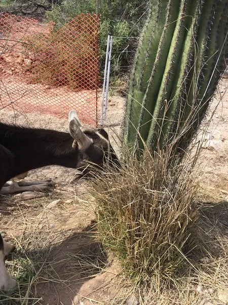 Affordable yard cleanup service for residential properties in Tucson, AZ by Landscaping with Team Goats