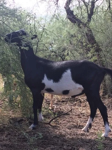 Trusted residential landscaping for year-round maintenance across Tucson, AZ - Landscaping with Team Goats