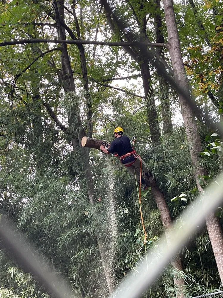 Expert yard maintenance in Sterling, VA - Landscaping Works