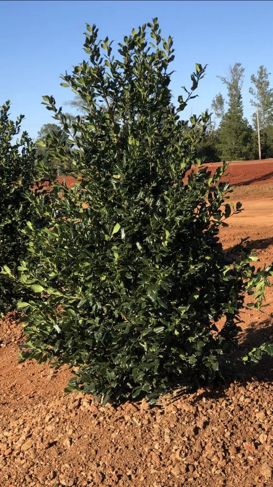 Trusted yard maintenance in Athens, AL - Landscaping&Lawn Service