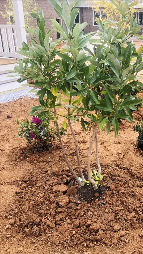 Reliable landscape design in Athens, AL - Landscaping&Lawn Service