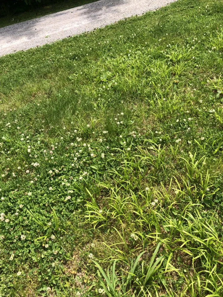 Affordable lawn mowing service in Athens, AL by Landscaping&Lawn Service