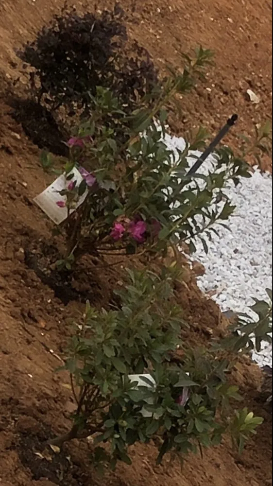 Professional landscape installation in Athens, AL - Landscaping&Lawn Service