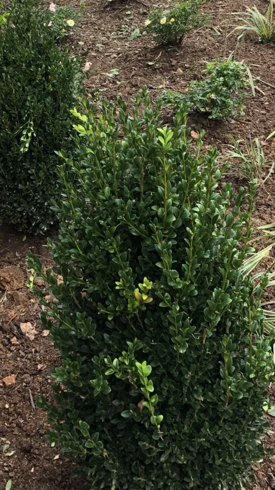 Trusted lawn mowing service experts serving Athens, AL - Landscaping&Lawn Service