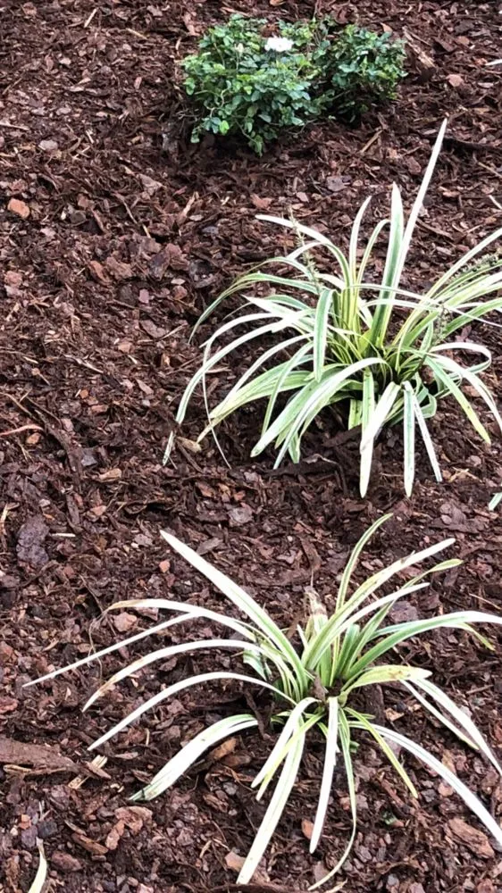 Local outdoor landscaping in Athens, AL by Landscaping&Lawn Service