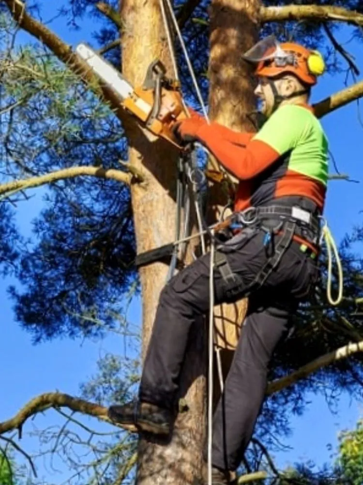 Local lawn mowing service for year-round maintenance in Weston, FL by Landscapingpro llc