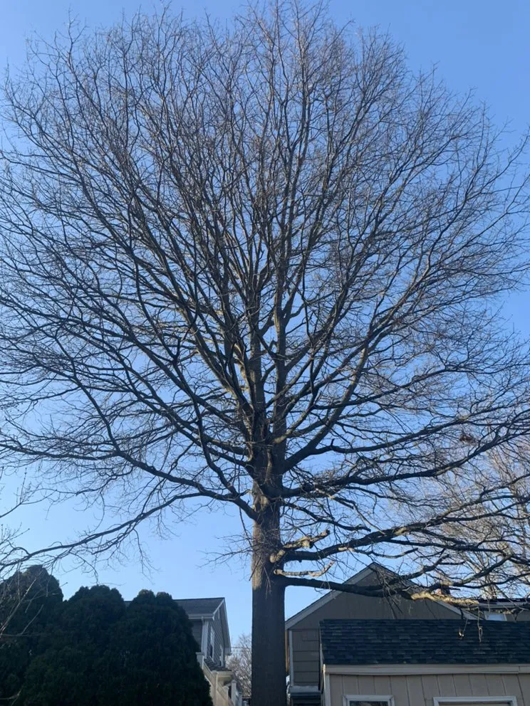 Trusted yard maintenance experts serving Stratford, CT - LandscapingSS