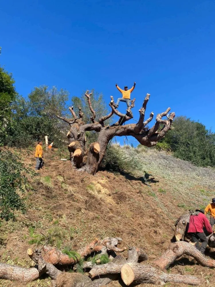 Expert outdoor landscaping for year-round maintenance in Corona, CA by Landscapx