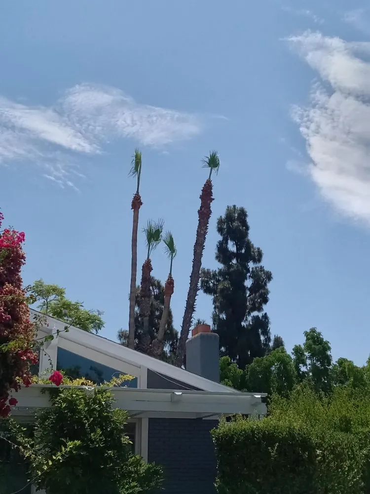 Reliable landscaping services in Corona, CA by Landscapx