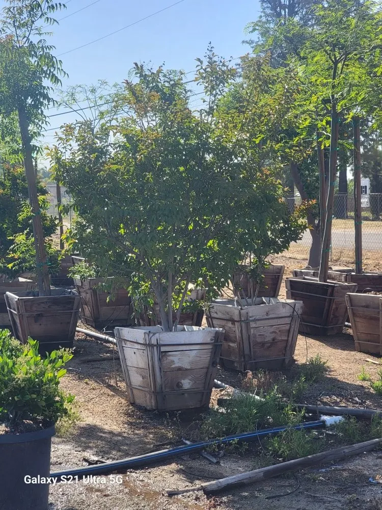 Trusted outdoor landscaping for year-round maintenance in Corona, CA by Landscapx