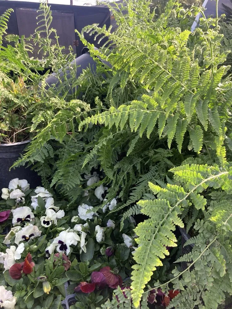 Reliable yard cleanup service in Corona, CA - Landscapx