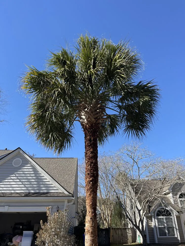 Expert yard maintenance in Mount Pleasant, SC - Landshaft Solutions