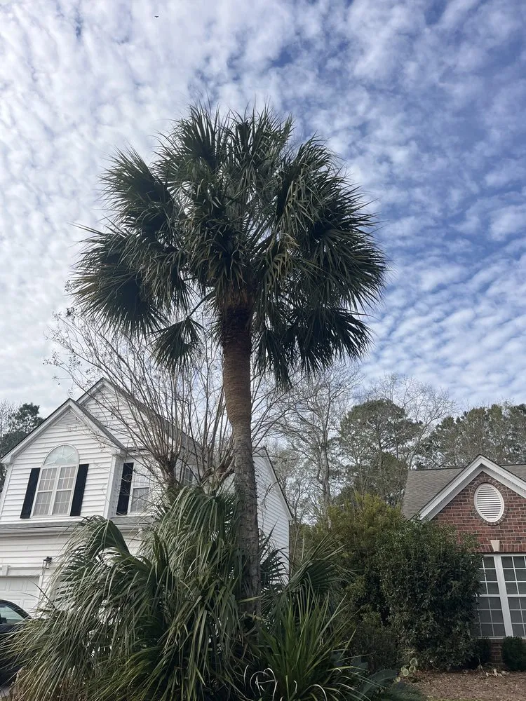 Reliable landscaping services experts serving Mount Pleasant, SC - Landshaft Solutions