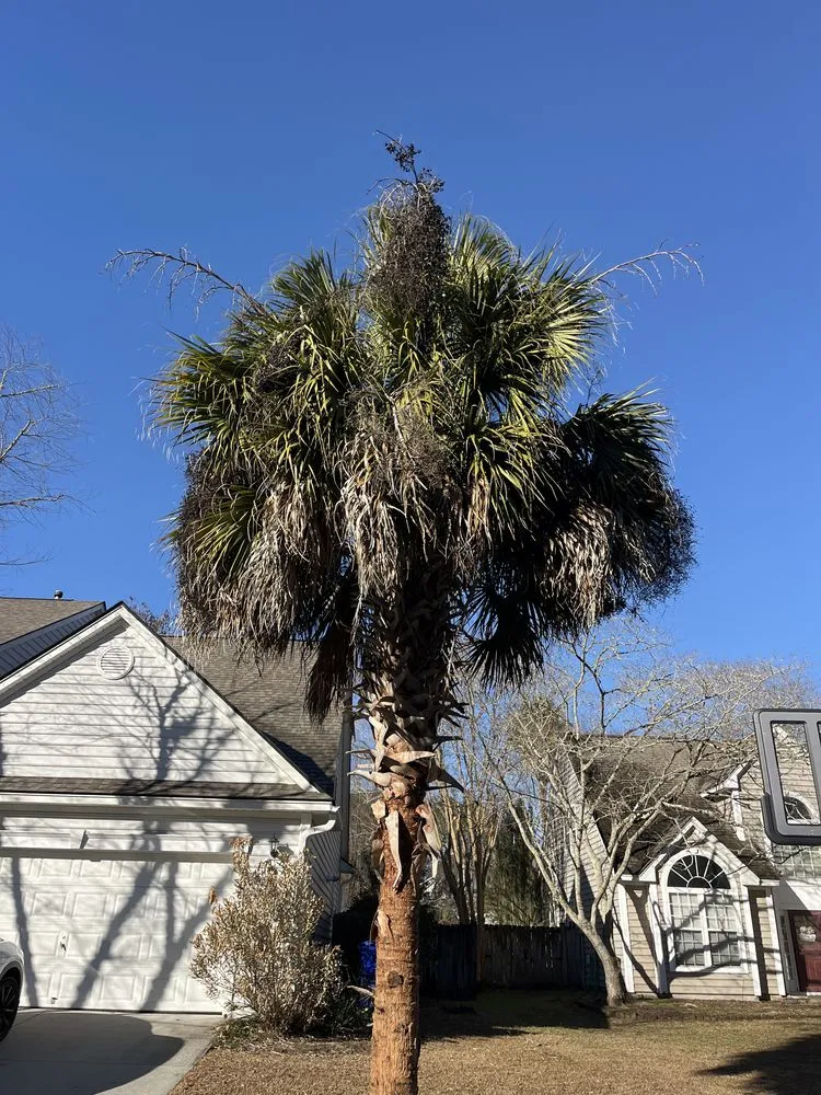 Professional yard cleanup service experts serving Mount Pleasant, SC - Landshaft Solutions