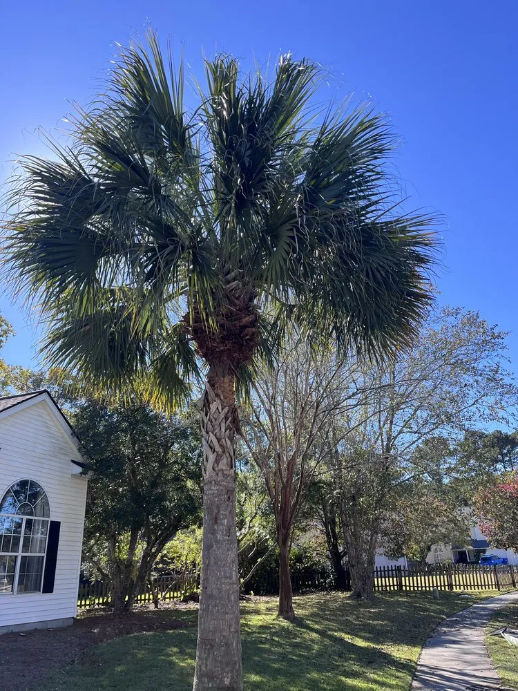 Expert outdoor landscaping in Mount Pleasant, SC - Landshaft Solutions