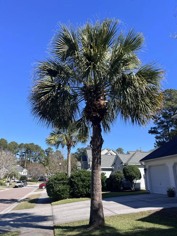 Local residential landscaping for year-round maintenance across Mount Pleasant, SC - Landshaft Solutions
