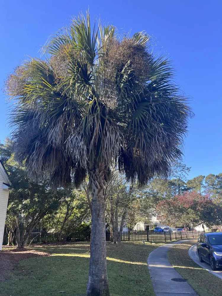 Affordable yard cleanup service for residential properties in Mount Pleasant, SC by Landshaft Solutions