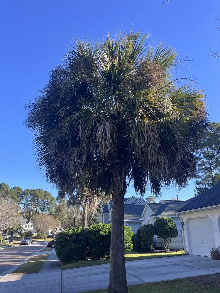 Trusted landscaping services experts serving Mount Pleasant, SC - Landshaft Solutions