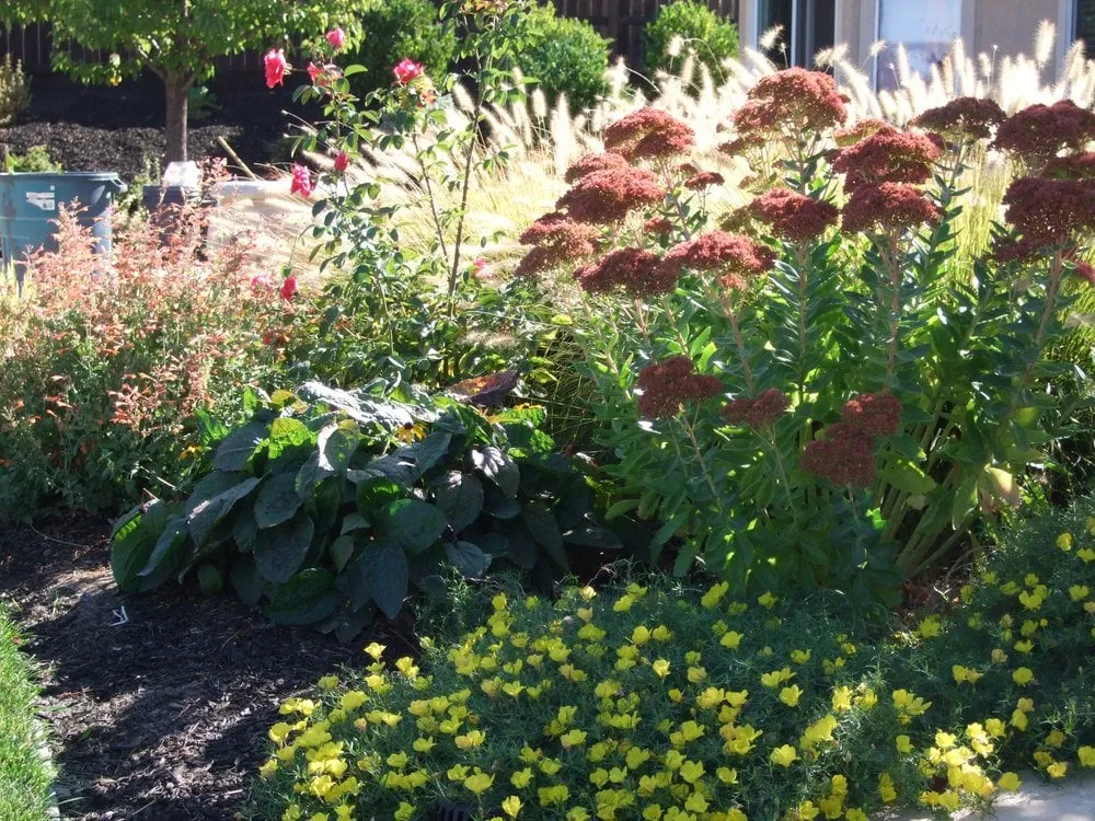 Affordable landscape design in Auburn, CA - Landshaping