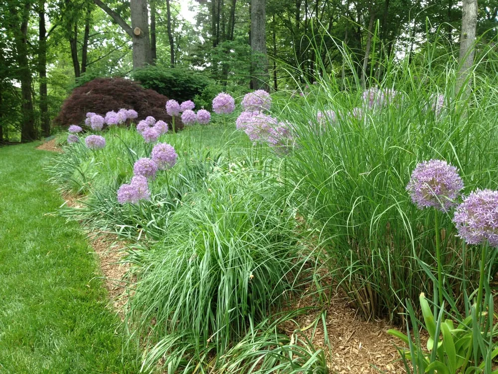 Professional yard maintenance experts serving Westfield, IN - Landsmith Landscapes