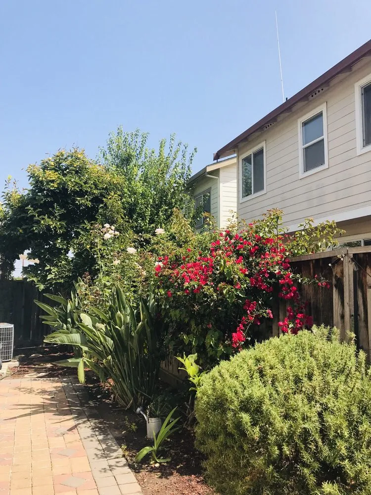 Custom yard maintenance experts serving Palo Alto, CA - Landsthetics