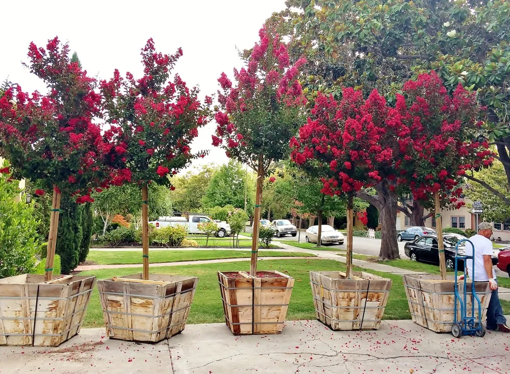 Custom lawn care service with custom design in Palo Alto, CA by Landsthetics