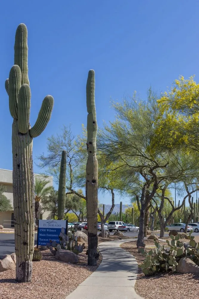 Reliable landscaping services in Tucson, AZ by Landtamers Landscaping