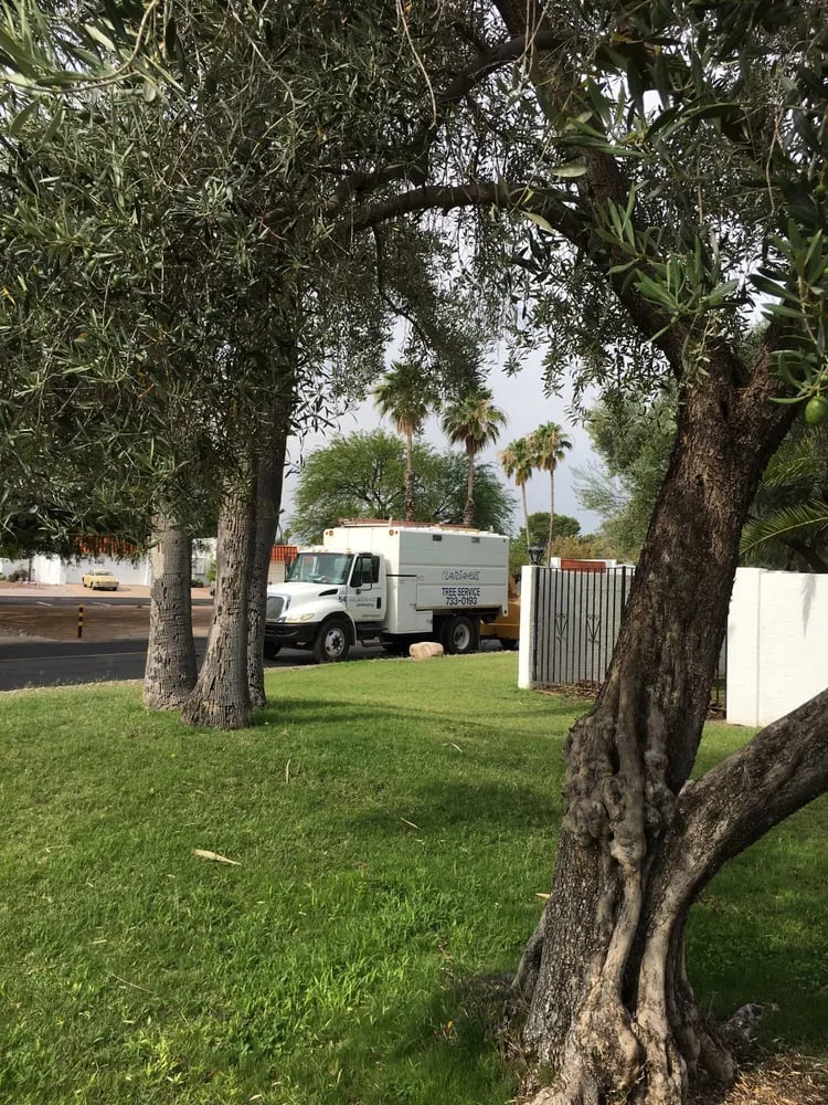 Affordable garden landscaping for homes across Tucson, AZ - Landtamers Landscaping