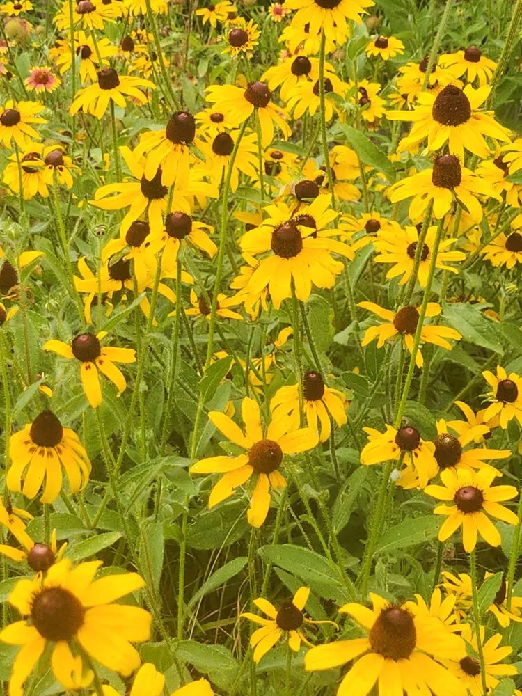 Trusted landscape installation in Climax, GA - Landtech Services