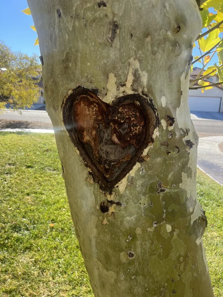 Professional yard cleanup service near you in Las Vegas, NV by LandTeck