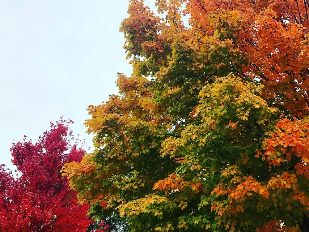 Affordable landscaping services for year-round maintenance in Kansas City, KS by Landworks