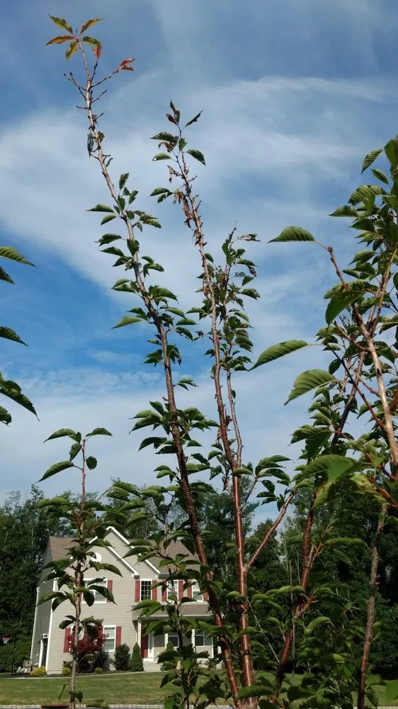 Professional residential landscaping in Goshen, NY by LandWorx Of New York Inc