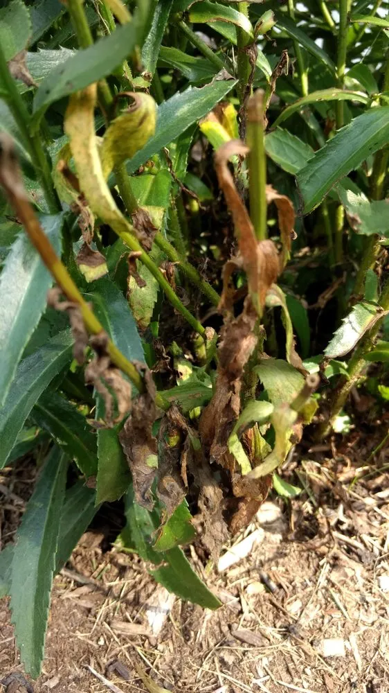 Reliable landscaping services with custom design in Goshen, NY by LandWorx Of New York Inc