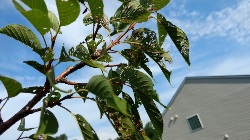 Local yard maintenance in Goshen, NY by LandWorx Of New York Inc