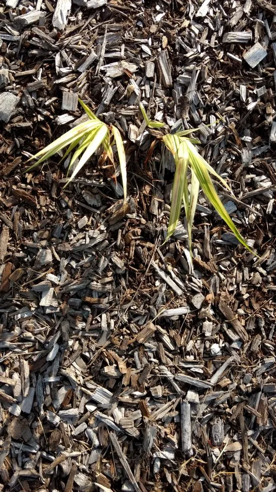 Affordable lawn mowing service near you in Goshen, NY by LandWorx Of New York Inc