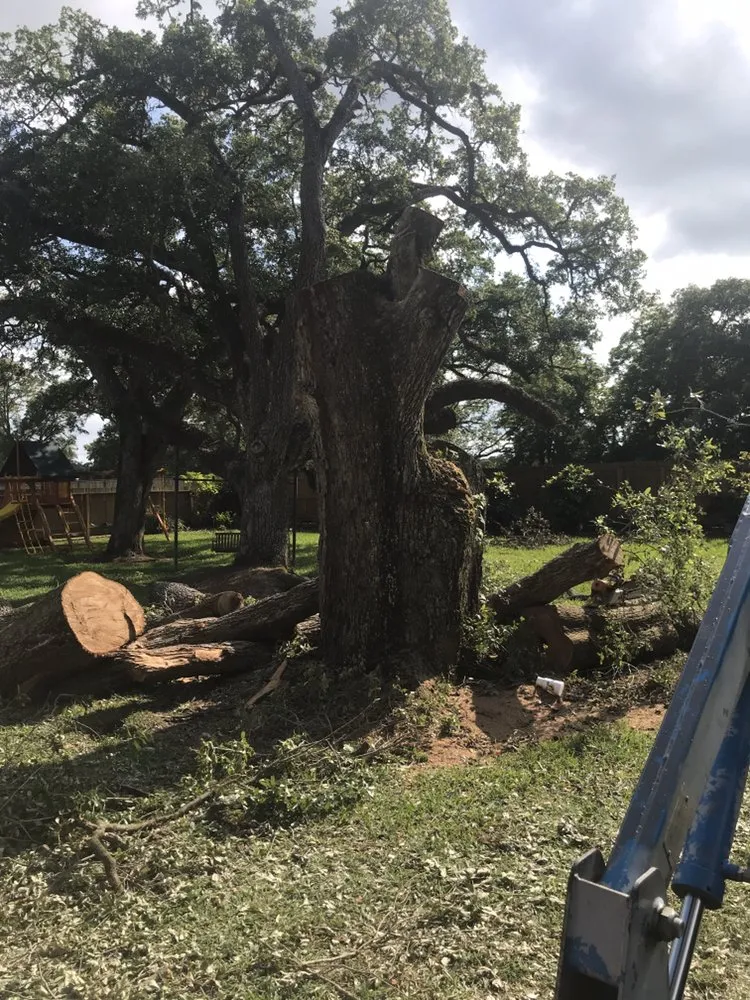 Reliable landscape installation for year-round maintenance in Angleton, TX by Landyn Tree's