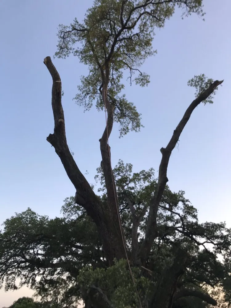 Local garden landscaping in Angleton, TX - Landyn Tree's