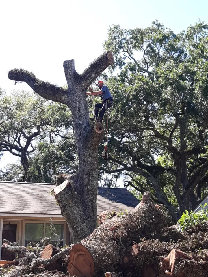 Affordable landscaping services for homes in Angleton, TX by Landyn Tree's