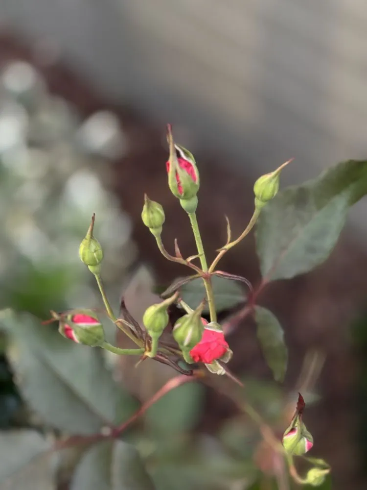 Top-rated yard maintenance with custom design across Kingsport, TN - Lane & Porter Landscapes