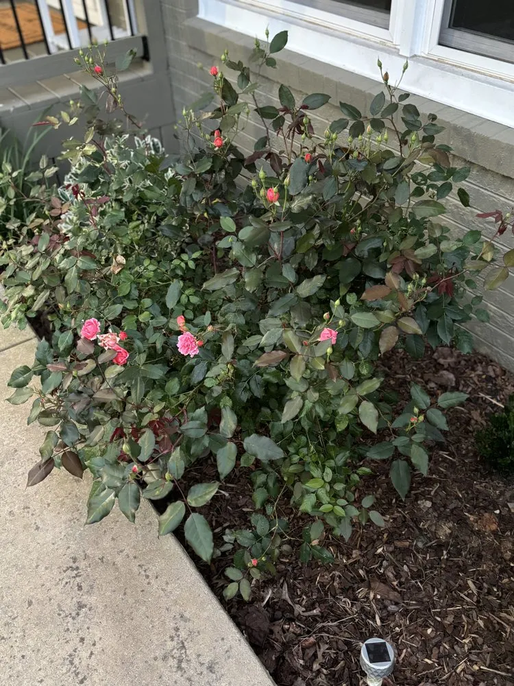 Local lawn care service in Kingsport, TN - Lane & Porter Landscapes