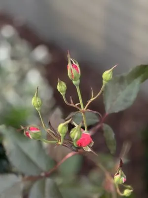 Lane & Porter Landscapes Logo