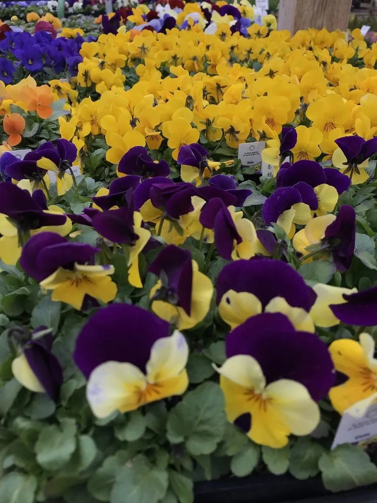 Affordable landscape installation in Linwood, NJ by Lang's Garden