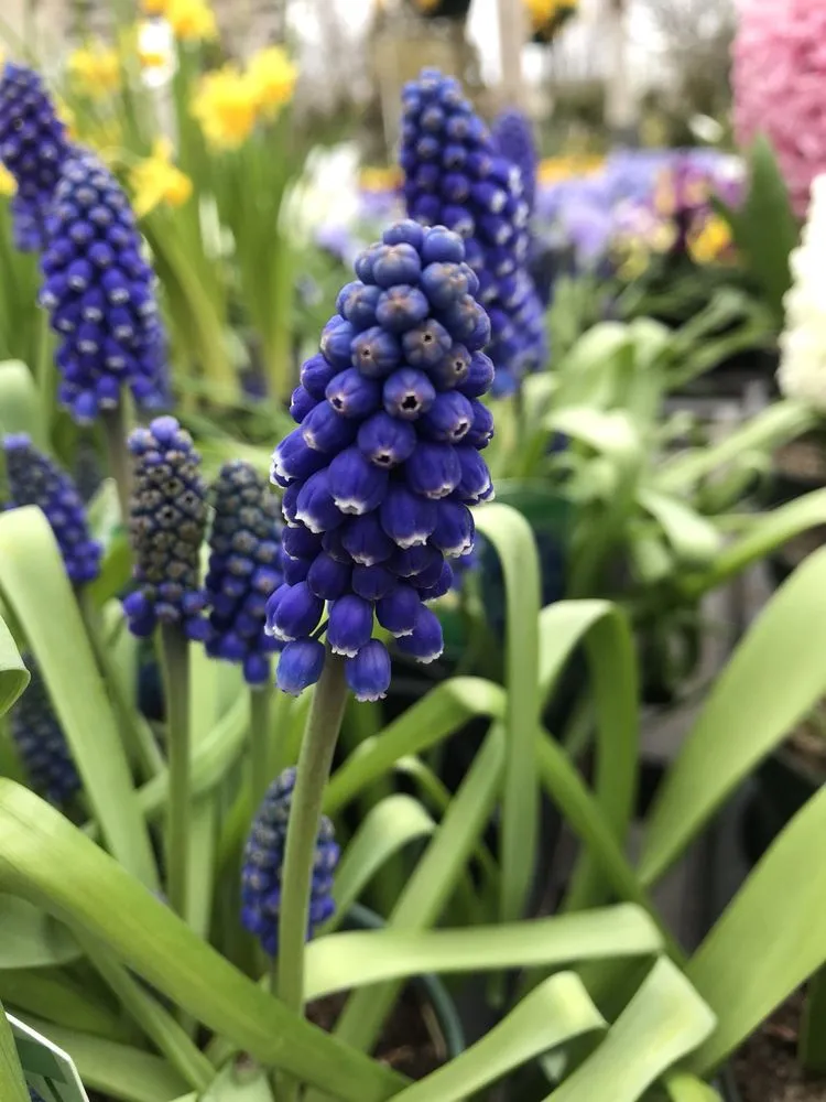 Expert yard cleanup service in Linwood, NJ by Lang's Garden